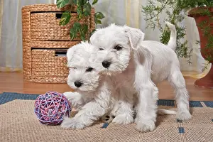 Sphere: Two white Miniature Schnauzer puppies playing in