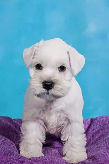 Schnauzer: White Miniature Schnauzer, puppy
