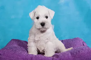 Schnauzer: White Miniature Schnauzer, puppy