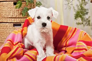 Blankets: White Miniature Schnauzer puppy with a blanket