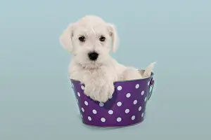 Bucket: White Miniature Schnauzer puppy in a bucket