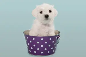 Bucket: White Miniature Schnauzer puppy in a bucket