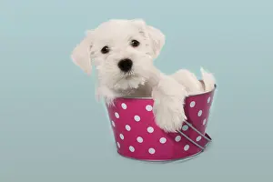 Outs: White Miniature Schnauzer puppy in a bucket