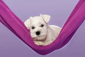 Internal: White Miniature Schnauzer puppy in a hammock