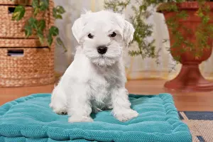 Completely: White Miniature Schnauzer puppy on a pillow