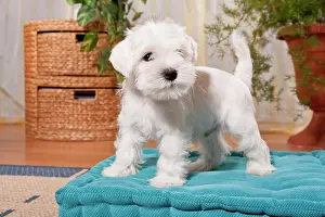 Completely: White Miniature Schnauzer puppy on a pillow