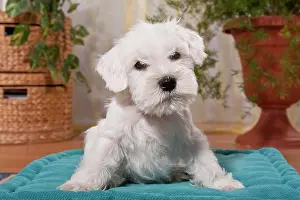 Completely: White Miniature Schnauzer puppy on a pillow