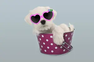 Dappled: White Miniature Schnauzer puppy wearing heart-shaped