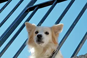 Mongrel: White mixed-breed dog looks curiously from the balcony