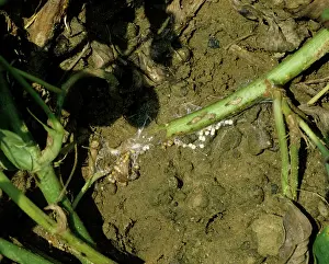 Mold: White Mold (Sclerotium rolfsii) on Peanut plant