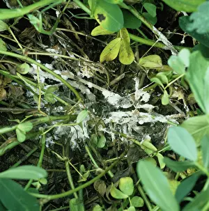 Mold: White Mold (Sclerotium rolfsii) on Peanut plants