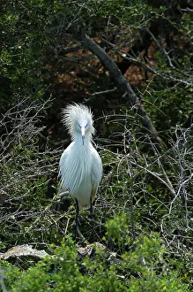 Morphs: White morph of Reddish Egret