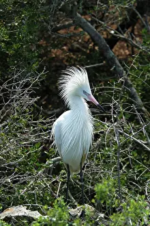 Morphs: White morph of Reddish Egret