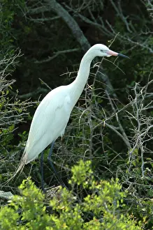 Morphs: White morph of Reddish Egret