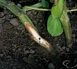 Root: White mould