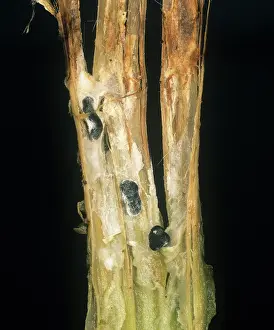 Root: White mould