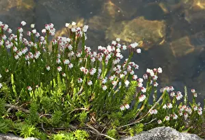 Heathers: White Mountain-Heather
