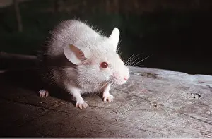 D. W. Greenslade: WHITE MOUSE