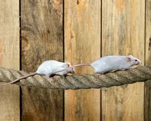 Rope: White mouse (musculus), adult on rope