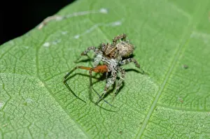 Weaver: White Moustached Portia Spider with spider prey