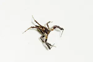 Gianyar: White Moustached Portia Spider on wall - Pering, Gianyar, Ba