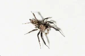 Gianyar: White Moustached Portia Spider on wall - Pering, Gianyar, Ba