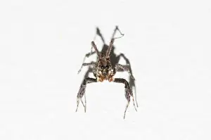 Gianyar: White Moustached Portia Spider on wall - Pering, Gianyar, Ba