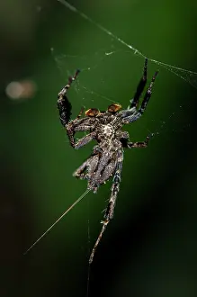 Portia: White Moustached Portia Spider on web - Klungkung