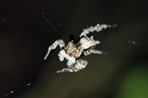 Portia: White Moustached Portia Spider on web - Klungkung