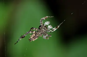 Portia: White Moustached Portia Spider on web - showing