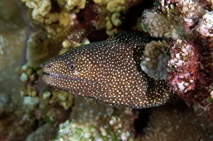 Eels: White-mouthed Moray Eel