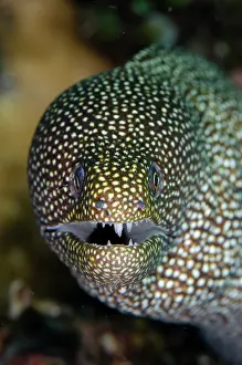 Moray: White-mouthed Moray Eel