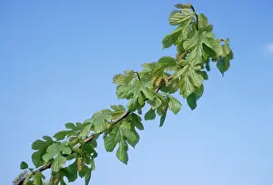 Mulberry: WHITE MULBERRY