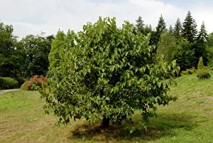 Approx: White Mulberry - approx. 10 years old