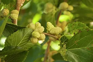 Mulberries: White Mulberry Morus alba with ripe berries