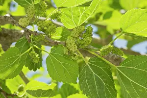 Ripening: White Mulberry with ripening fruits