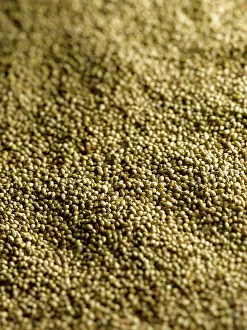 Cole: White mustard, Sinapis alba, Mass of mustard seeds