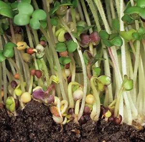Sprouts: White mustard (Sinapis alba) sprouts