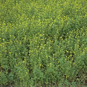 Mustard: White Mustard (Sinapsis alba)