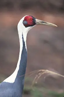 Naped: White-naped Crane
