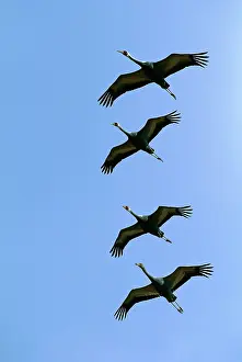 Vipio: White-naped Crane - Four birds in flight and formation