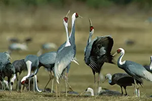 Vipio: White-naped Crane - Courting dance of wintering birds