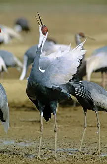 Vipio: White-naped Crane - Courtship display of wintering birds