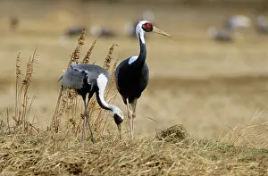 Vipio: White-naped Crane - Feeding