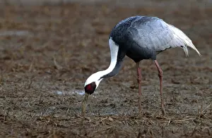 Cranes: WHITE-NAPED CRANE - feeding
