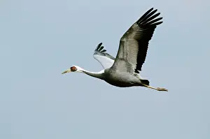 Vipio: White-naped Crane - In flight