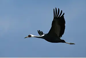 Cranes: WHITE-NAPED CRANE - in flight