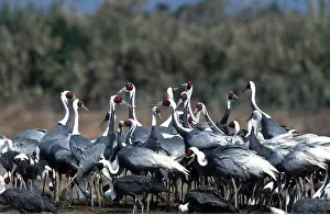 Cranes: WHITE-NAPED CRANE - group