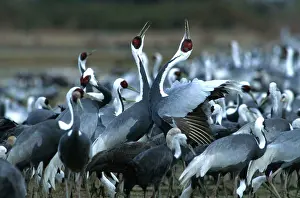 Cranes: WHITE-NAPED CRANE - group