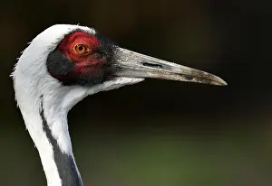 Naped: White-naped crane (Grus vipio), animal portrait